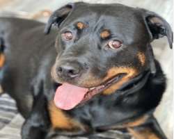 He has also adopted a dog who often appears in his Instagram posts.